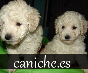 Caniches