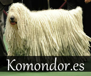 Komondor